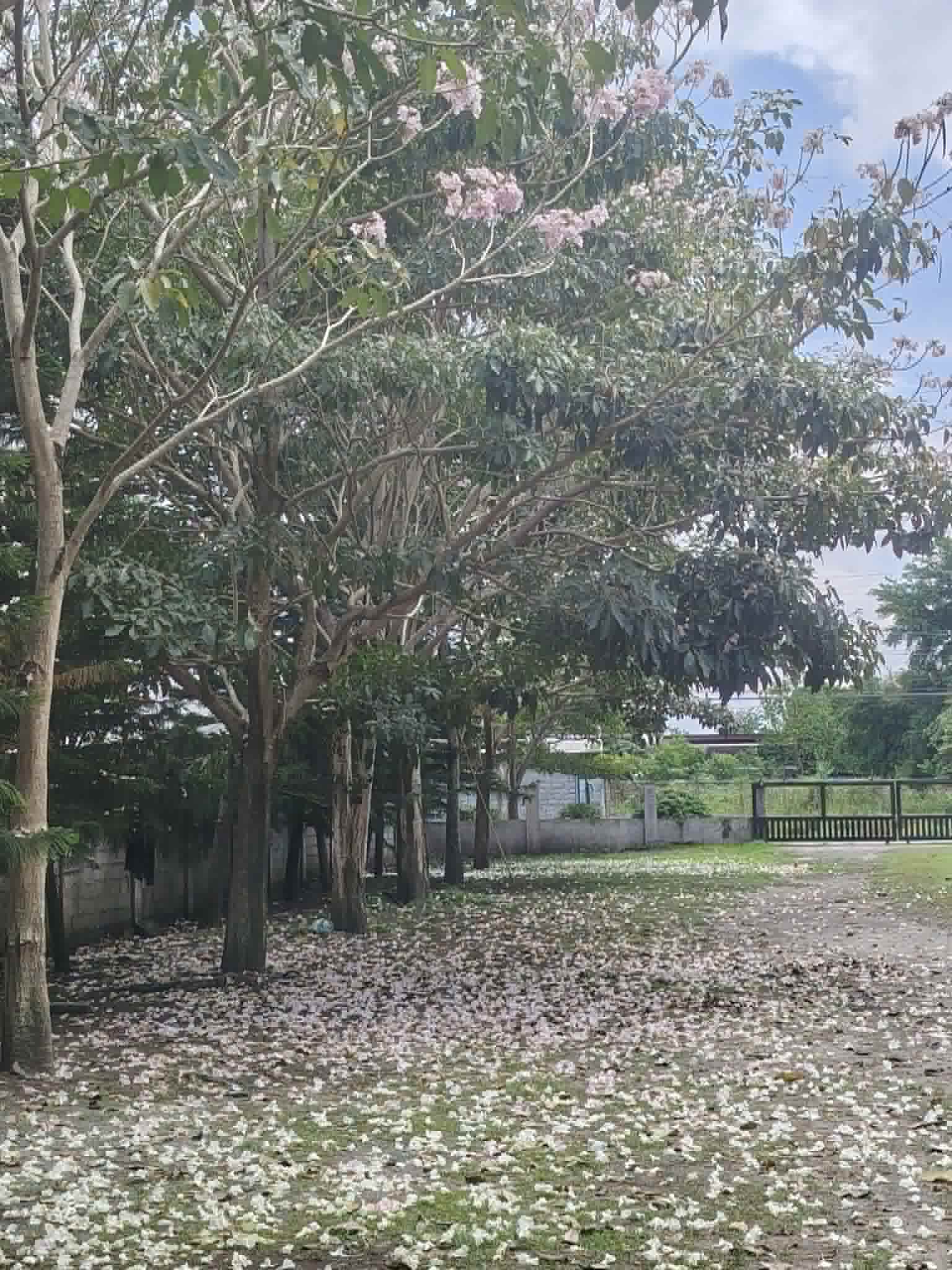 Blossom Trees